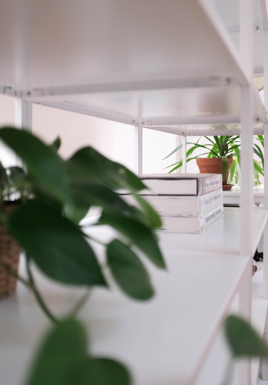 Plantes de l'open office